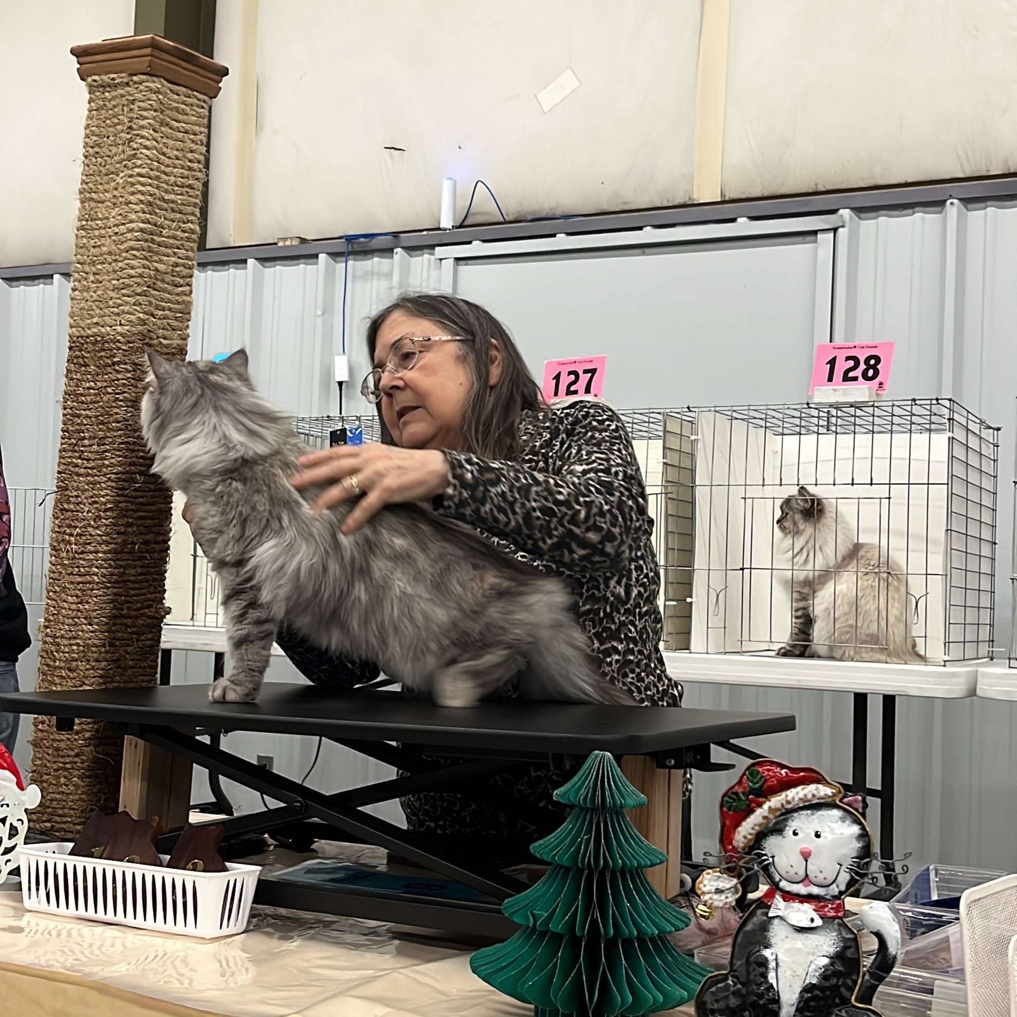 Siberian cat breeder Vancouver